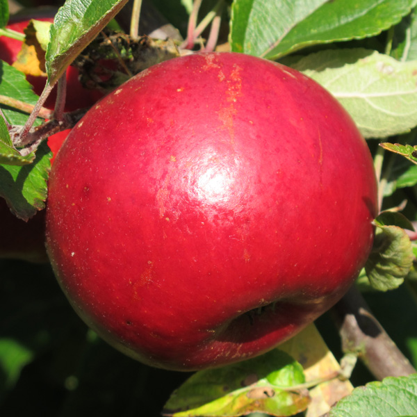  Apfel vom Obsthof Cordes