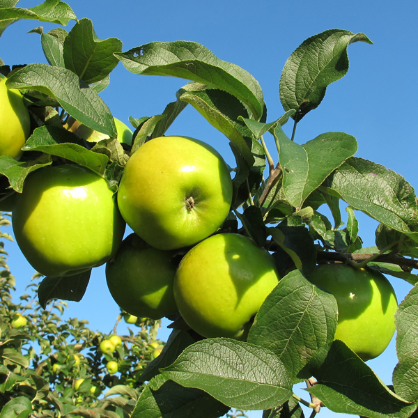 Schöner aus Haseldorf vom Obsthof Cordes